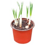 Крокус ЕТК, d 10 h 15 см (kastd)