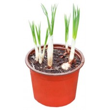 Крокус ЕТК, d 10 h 15 см (kastd) в магазинах Ашан