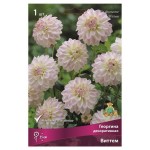 Георгина Поиск Патио в капере, 1 шт (kastd)