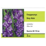 Гладиолусы Поиск Бюджет, 2 шт (kastd)