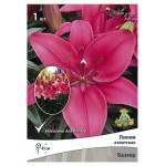 Лилия Поиск Патио, 1 шт (kastd)