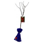 Вишня Nali Шоколадница, h 1 м (kastd)