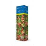 Саженцы Поиск Брусника, 1 шт (kastd)