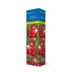 Саженцы Поиск Клюква крупноплодная, 1 шт (kastd)