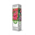 Саженцы Поиск Бересклет Европейский, 1 шт (kastd)