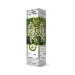 Саженцы Поиск Акация белая Робиния, 1 шт (kastd)