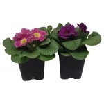 Примула Акаулис микс, d 10 h 15 см, 1 шт (kastd)