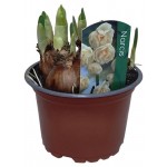 Нарцисс, d 9 h 15 см (kastd)