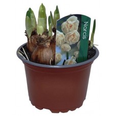 Нарцисс, d 9 h 15 см (kastd) в магазинах Ашан