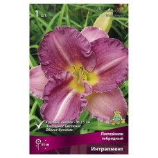 Луковицы Поиск Лилейник гибридный Интрэпмент, 1 шт (kastd) в магазинах Ашан