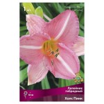 Луковицы Поиск Лилейник гибридный Холс Пинк, 1 шт (kastd)