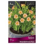 Луковицы Поиск Лилейник гибридный ЭвериДейлили Роуз для Патио, 1 шт (kastd)