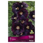 Луковицы Поиск Мальва розовая Пичес энд Дримс, 1 шт (kastd)