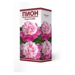 Луковицы Поиск Пион молочно-цветковый травянистый Кора Стаббс серия Классик, 1 шт (kastd)