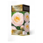 Луковицы Поиск Пион молочно-цветковый травянистый Мисс Америка серия Классик, 1 шт (kastd)