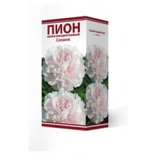 Луковицы Поиск Пион молочно-цветковый травянистый Соланж серия Классик, 1 шт (kastd) в магазинах Ашан