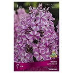 Луковицы Поиск Флокс пятнистый Наташа, 1 шт (kastd)