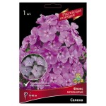 Луковицы Поиск Флокс метельчатый Селена, 1 шт (kastd)