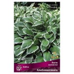 Луковицы Поиск Хоста волнистая Альбомаргината, 1 шт (kastd)