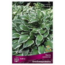 Луковицы Поиск Хоста волнистая Альбомаргината, 1 шт (kastd) в магазинах Ашан