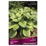 Луковицы Поиск Хоста гибридная Абиква Мунбим, 1 шт (kastd)