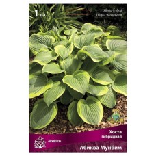 Луковицы Поиск Хоста гибридная Абиква Мунбим, 1 шт (kastd) в магазинах Ашан