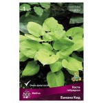 Луковицы Поиск Хоста гибридная Банана Кид, 1 шт (kastd)