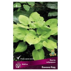 Луковицы Поиск Хоста гибридная Банана Кид, 1 шт (kastd) в магазинах Ашан