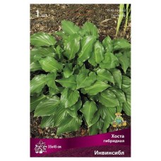 Луковицы Поиск Хоста гибридная Инвинсибл, 1 шт (kastd) в магазинах Ашан