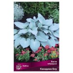 Луковицы Поиск Хоста гибридная Канадиан Блу, 1 шт (kastd)