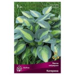 Луковицы Поиск Хоста гибридная Катерина, 1 шт (kastd)