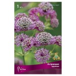 Луковицы Поиск Астранция крупная, 1 шт (kastd)