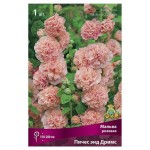 Луковицы Поиск Мальва розовая Нигра, 1 шт (kastd)