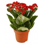 Каланхоэ Каландива Мини, d 7 h 15 см (kastd)