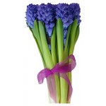 Гиацинт Банч, 3 шт (kastd)