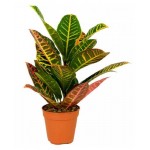 Кодиеум Горкунов, d 10 h 20 см (kastd)