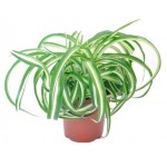 Хлорофитум Горкунов, d 10 h 20 см (kastd)