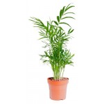 Хамедорея Горкунов, d 10 h 35 см (kastd)