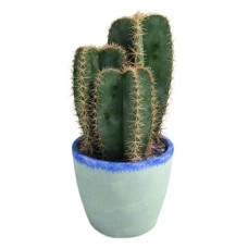 Цереус Флобас Перуанский Спиралис, d 10 h 35 см (kastd) в магазинах Ашан