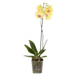 Орхидея Флобас Фаленопсис 1 стебель, d 6 h 20 см (kastd)