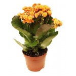 Каланхоэ Флобас Каландива, d 15 h 27 см (kastd)