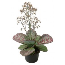 Каланхоэ Флобас Вайлд, d 12 h 20 см (kastd) в магазинах Ашан