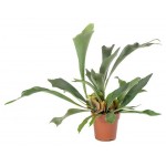 Платицериум Флобас Бифуркатум, d 6 h 15 см (kastd)