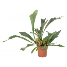 Платицериум Флобас Бифуркатум, d 6 h 15 см (kastd) в магазинах Ашан