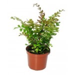 Дидимохлена Флобас Трункатула, d 6 h 15 см (kastd)