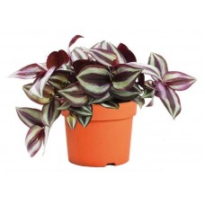 Традесканция Флобас Эксклюзив, d 6 h 15 см (kastd) в магазинах Ашан