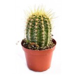 Кактус Цветы Московского Аустроцефалоцереус, d 5,5 h 8 см (kastd)