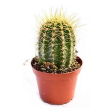Кактус Цветы Московского Аустроцефалоцереус, d 5,5 h 8 см (kastd) в магазинах Ашан