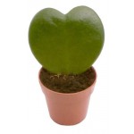 Хойя Флобас Керри, d 6 h 8 см (kastd)