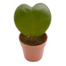 Хойя Флобас Керри, d 6 h 8 см (kastd) в магазинах Ашан